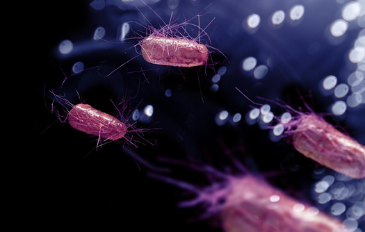 Las 7 bacterias más letales del mundo