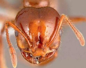 cara de una hormiga bajo un microscopio