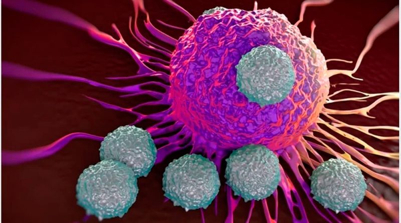 ¿Qué son las células T?