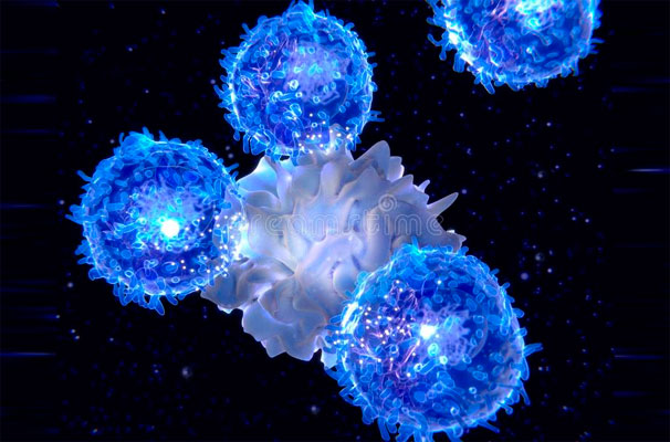 Las células T son activadas por las células dendríticas para efectuar una respuesta inmune.