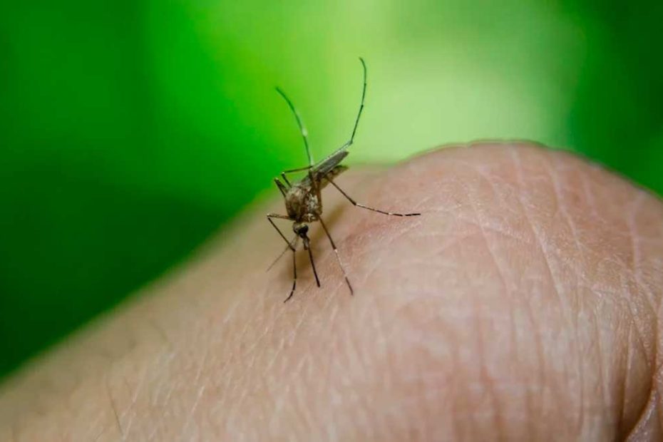 Cómo se contagia el dengue, síntomas, prevención y tratamiento